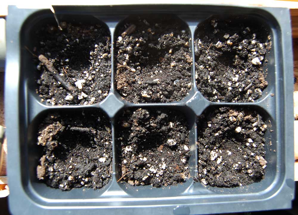 seedling tray