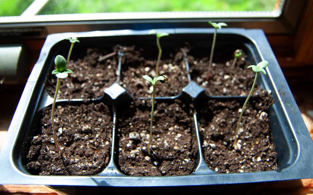 young hemp seedlings in tray