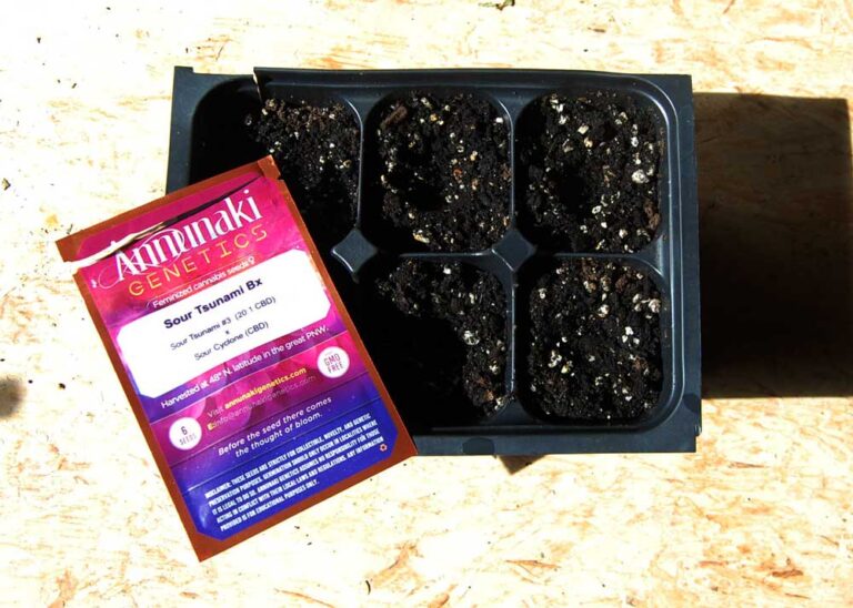 seed pack next to seedling tray
