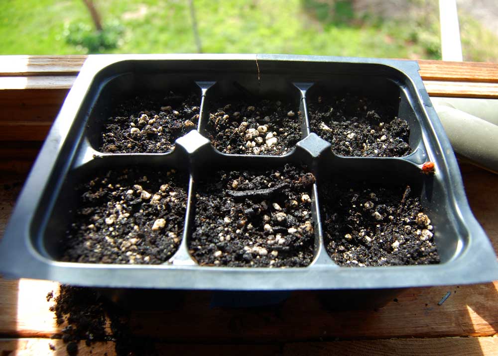 seedling tray in windowsill