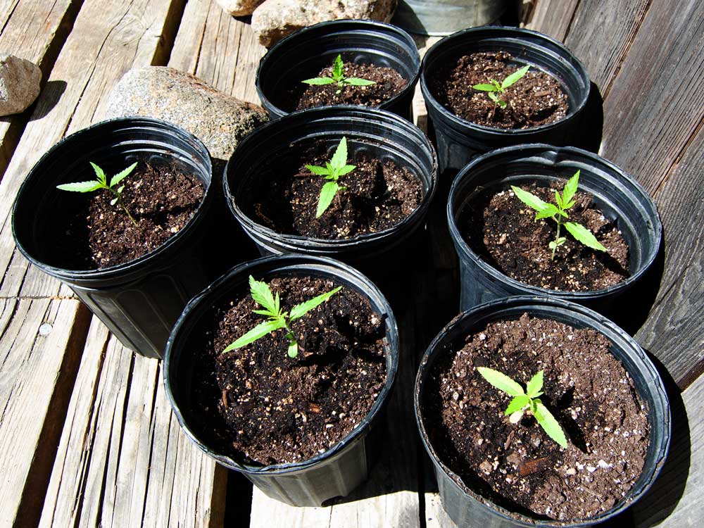hemp seedlings in pots