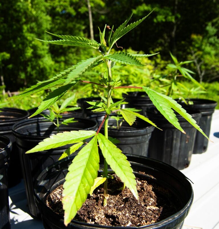 Cherry Wine hemp seedling