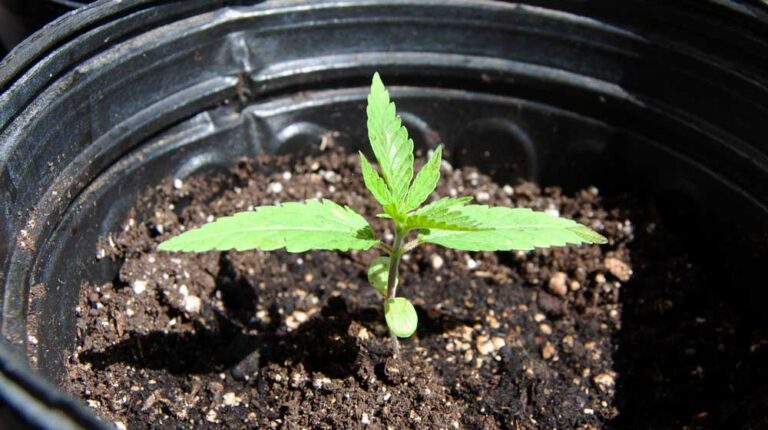 small hemp seedling in a nursery pot