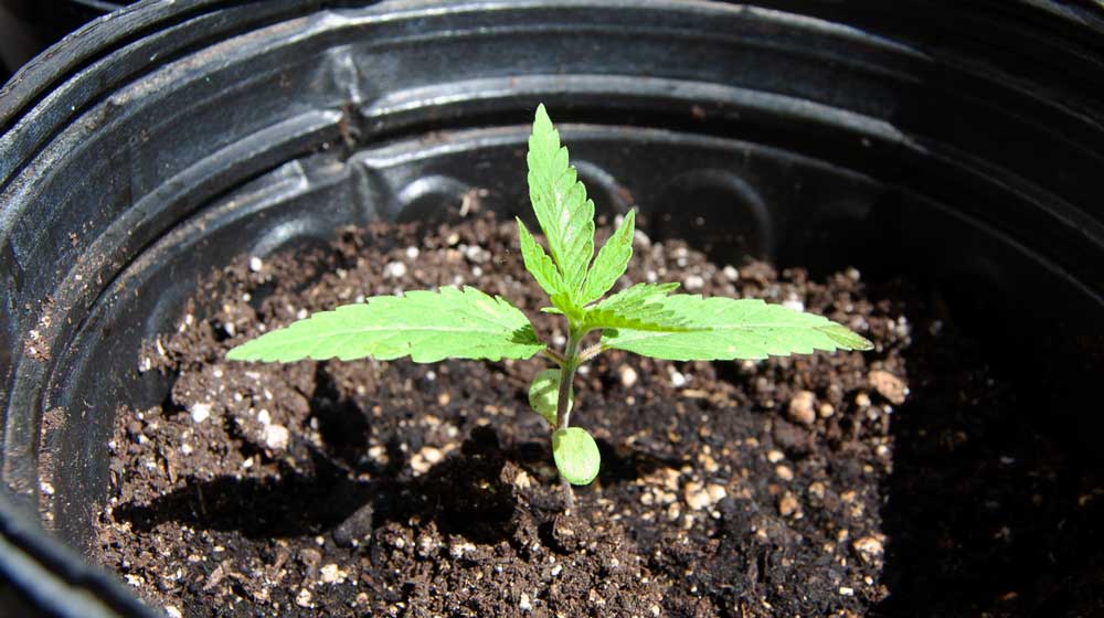 small hemp seedling in a nursery pot