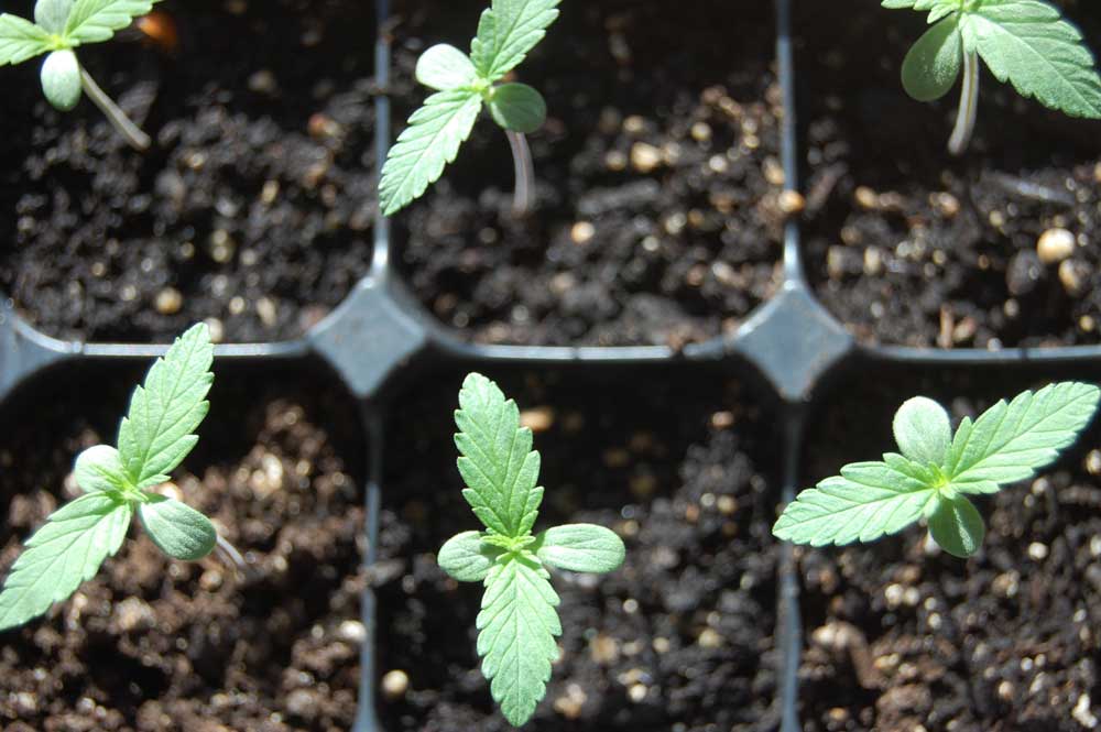 hemp seedlings in a seedling tray